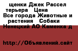 щенки Джек Рассел терьера › Цена ­ 27 000 - Все города Животные и растения » Собаки   . Ненецкий АО,Каменка д.